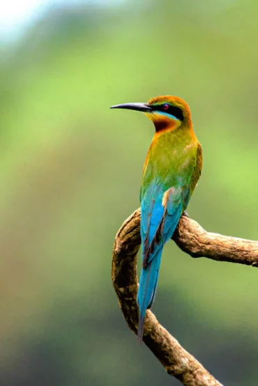 Bird watching along the Madu River in Sri Lanka