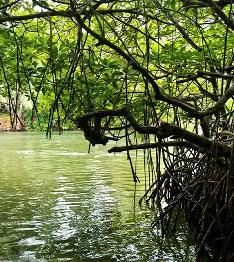 Dense mangrove tunnel tour in Madu Ganga River Sri Lanka